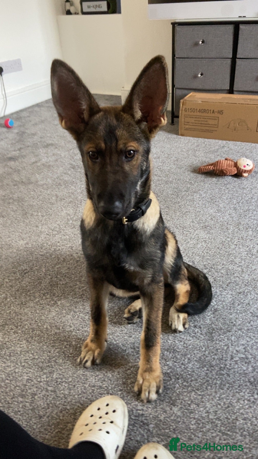 German Shepherd dogs German shepherd boy /max 🩵🐾 - Advert 7