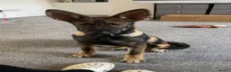 German Shepherd dogs for sale: German shepherd boy /max 🩵🐾 - Advert 1