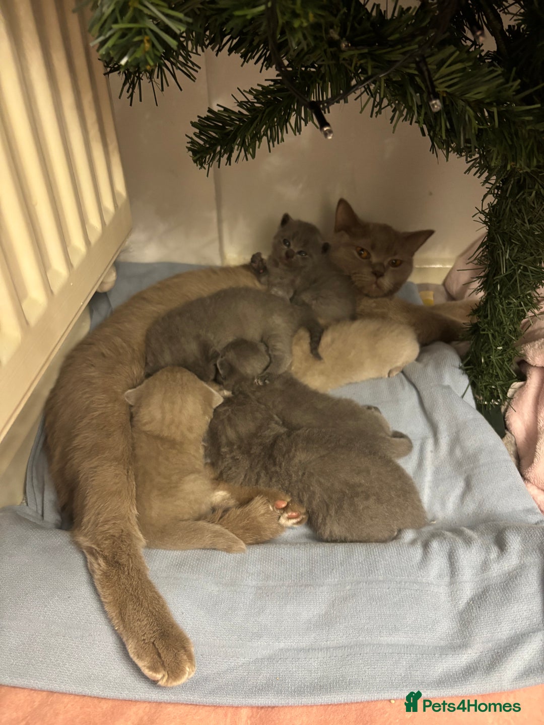 Scottish Fold cats for sale: Scottish fold and Scottish straight kittens!  - Advert 10