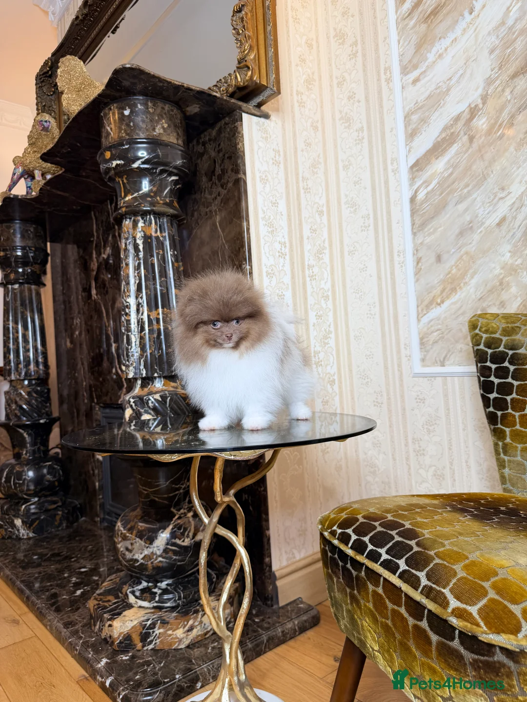 Pomeranian dogs for sale: Exclusive Lilac Party color Pomeranian Boy - Advert 20