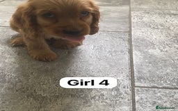 Cocker Spaniel dogs for sale: OUT STANDING GOLDEN SHOW TYPE COCKER SPANIEL  - Image 23