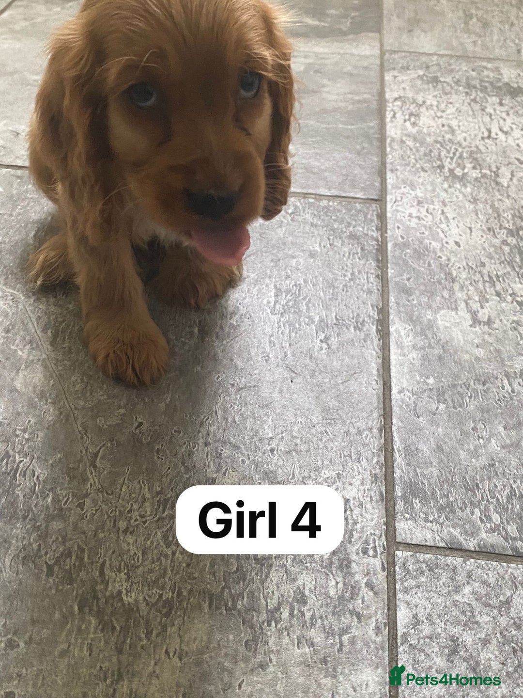 Cocker Spaniel dogs for sale: OUT STANDING GOLDEN SHOW TYPE COCKER SPANIEL  - Image 23