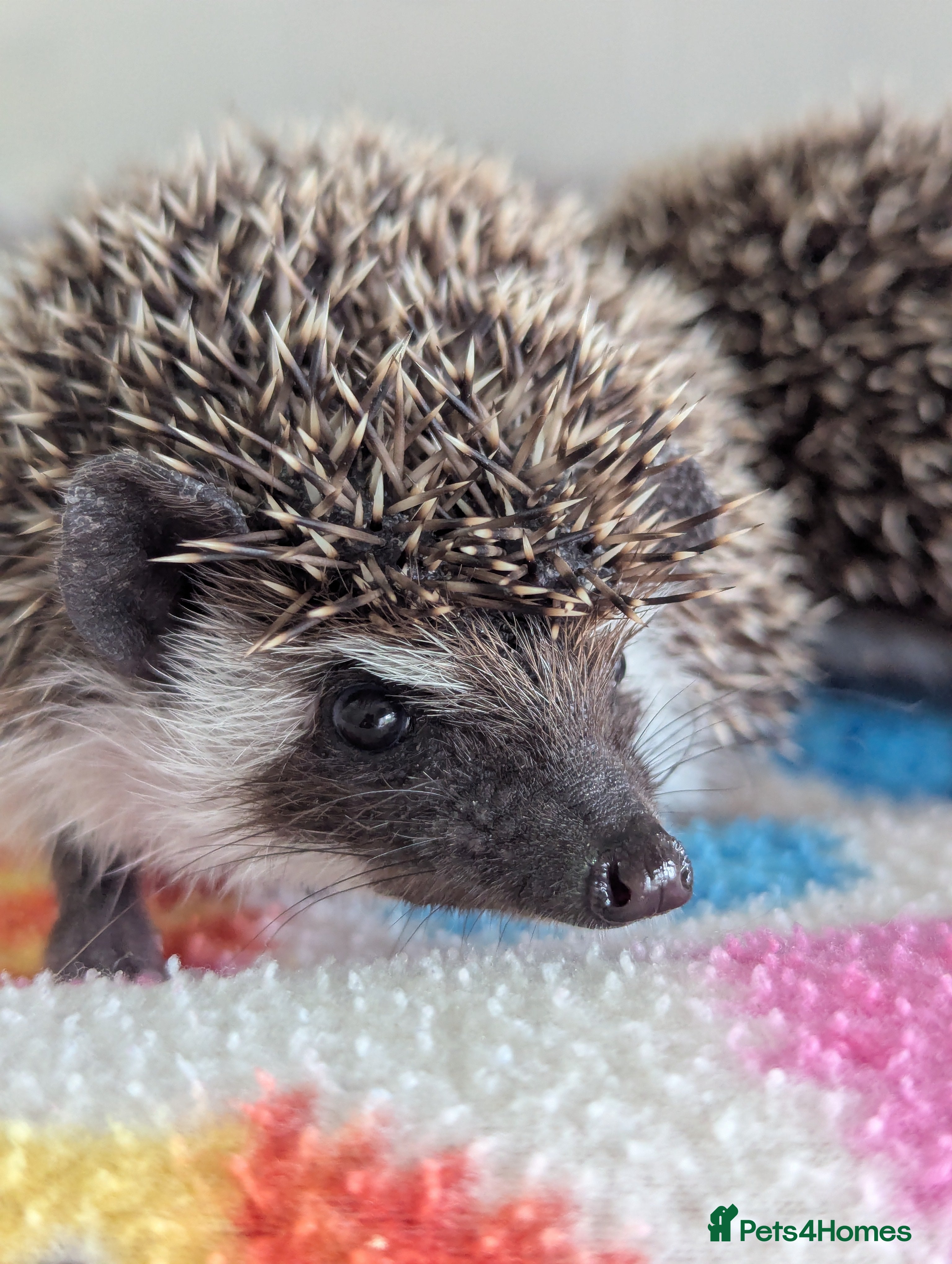 Pygmy Hedgehog rodents Beautiful Baby Hoglets Ready Now!!! - Advert 13