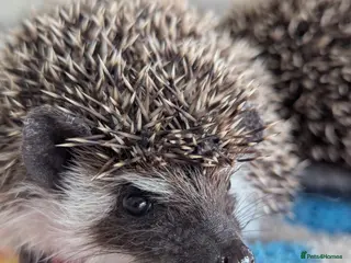 Pygmy Hedgehog rodents Beautiful Baby Hoglets Ready Now!!! - Advert 13