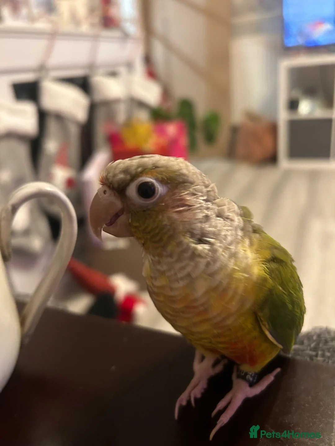 Conures birds for sale: Beautiful Pineapple Conure – Hand Tame  - Advert 7