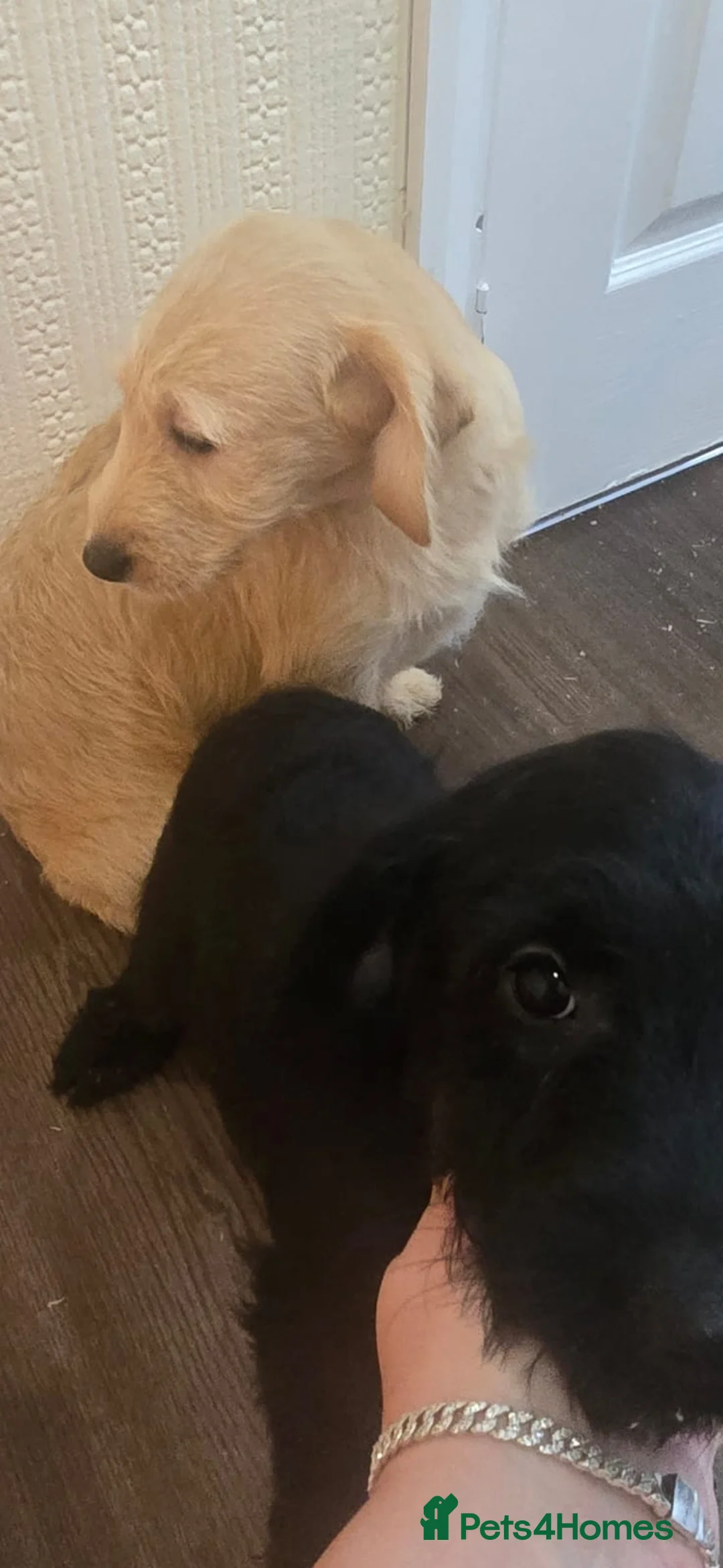 Goldendoodle dogs for sale: Goldendoodle puppys in Chichester - Advert 7