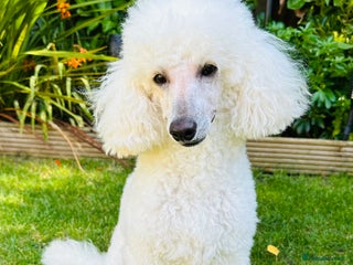 Toy Poodle dogs - Advert 9