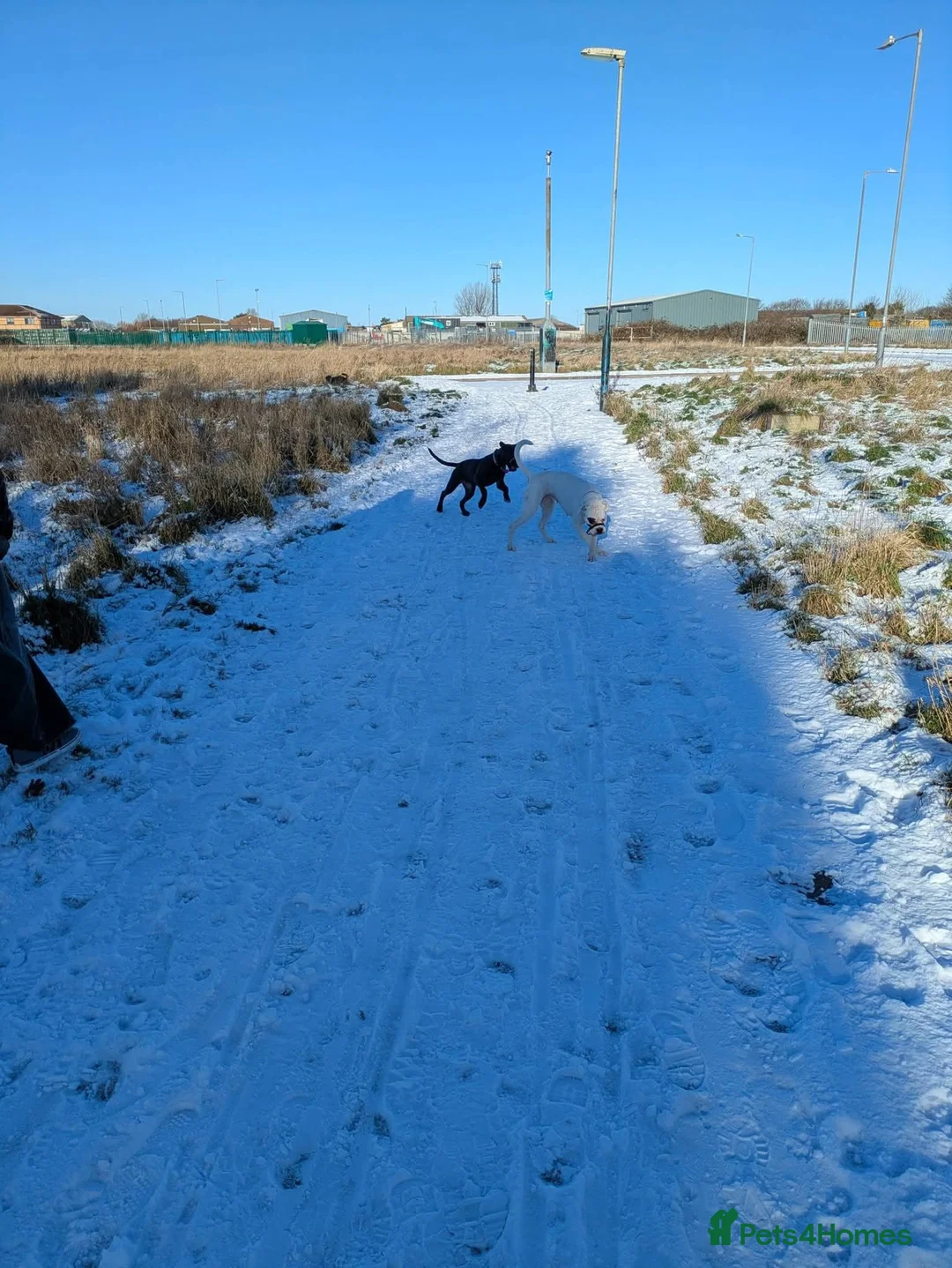Mixed Breed dogs for sale: 7 month old dobermann x American bulldog  - Advert 3