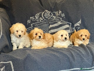 Poochon dogs Superb litter of Poochon's - Advert 6