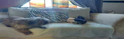 Mixed Breed cats for sale: Beautiful fluffy kittens - Advert 5