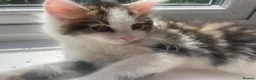 Mixed Breed cats for sale: Beautiful kittens looking for a loving homes  - Advert 19