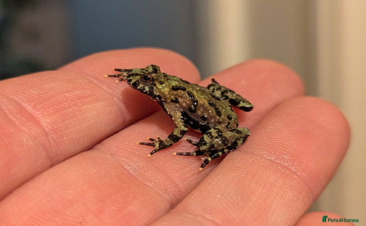 Frog reptiles - Advert 5