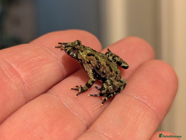 Frog reptiles - Advert 4