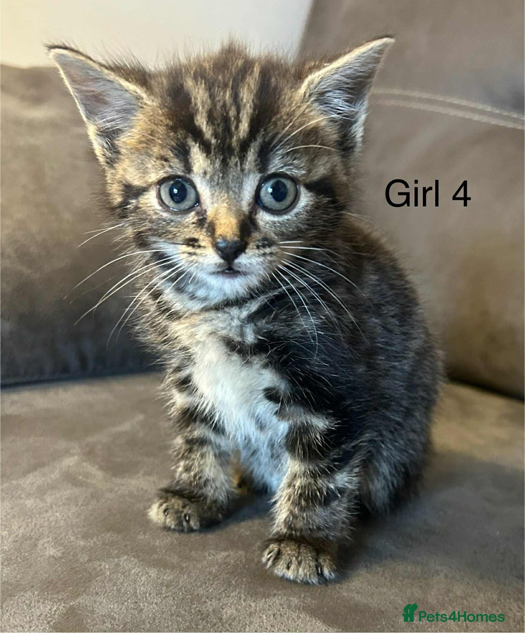 British Shorthair cats for sale: Stunning kittens available  - Image 26
