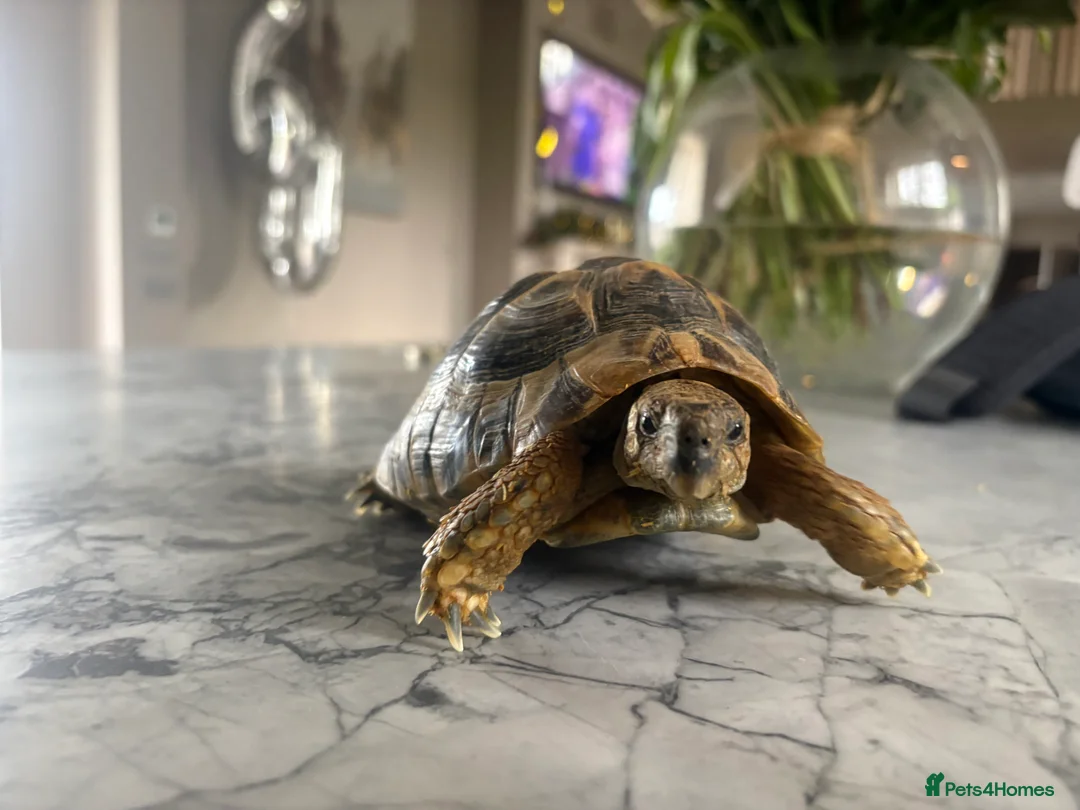 Tortoise reptiles for sale: 4.5 year old Hermanus tortoise - Advert 2