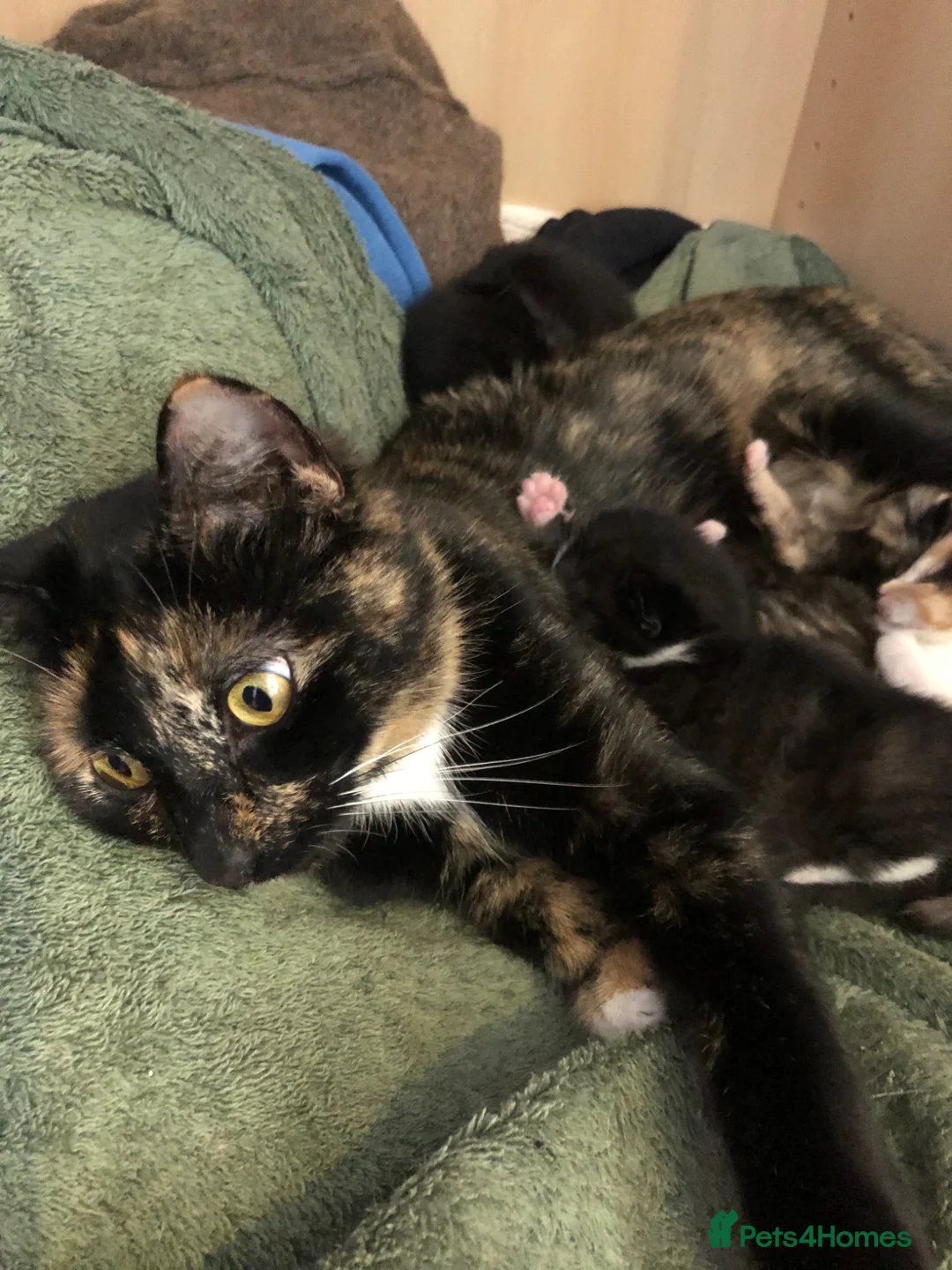 Mixed Breed cats for sale: Adorable kittens looking for a loving home. - Advert 2