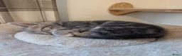 Mixed Breed cats for sale: Gorgeous kittens looking for forever homes - Advert 12