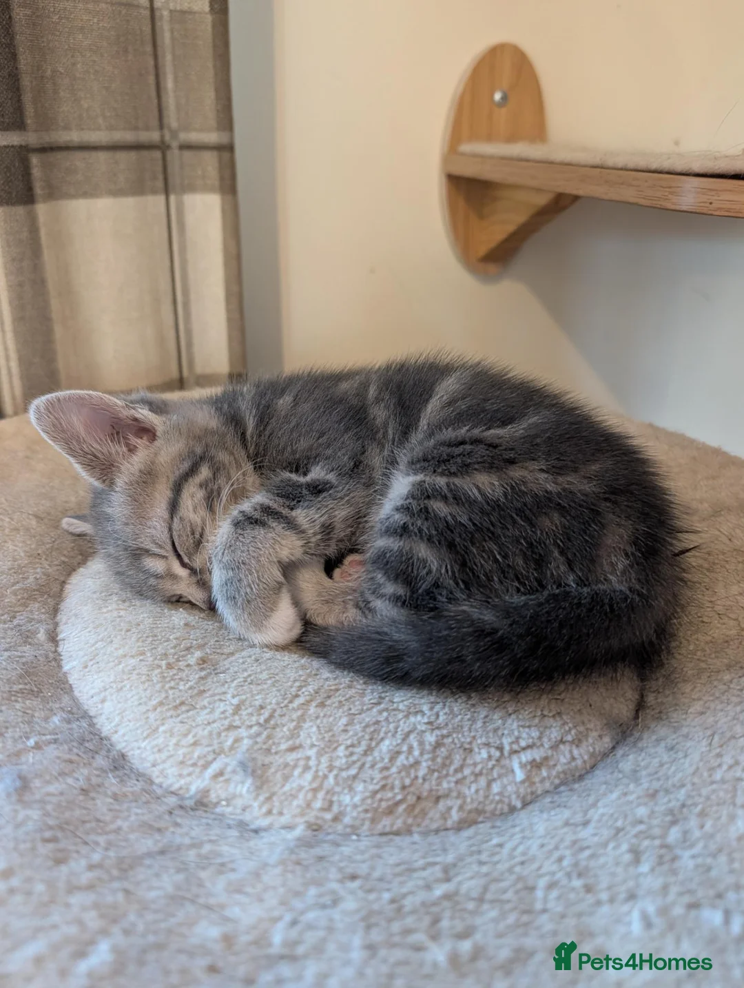 Mixed Breed cats for sale: Gorgeous kittens looking for forever homes - Advert 12