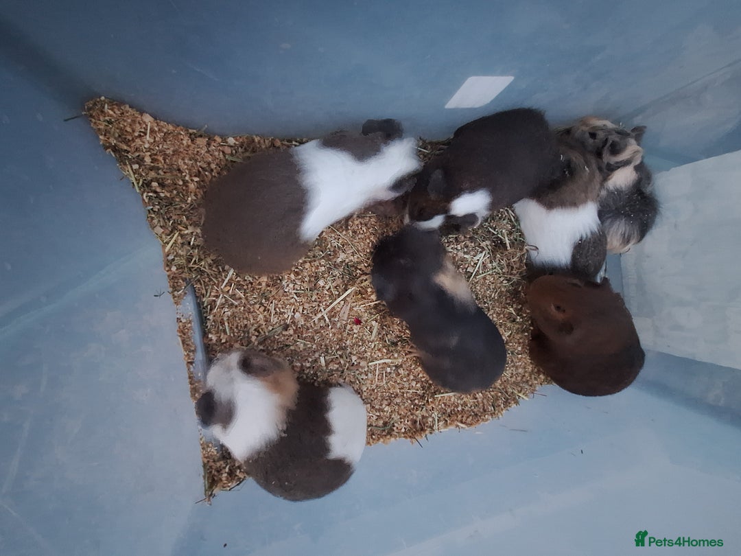 Guinea Pig rodents for sale: Baby male guinea pigs for sale £25 each  - Advert 9