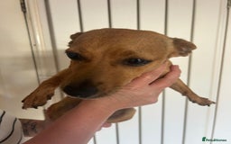 Mixed Breed dogs for sale: Looking for loving home - Image 1