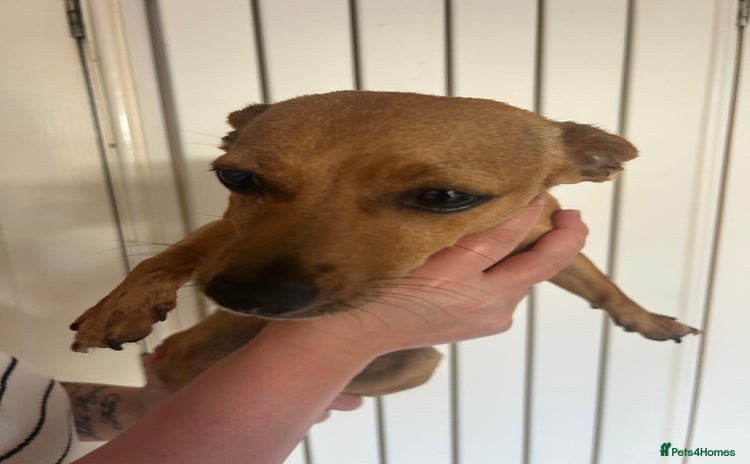 Mixed Breed dogs - Advert 10