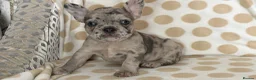 French Bulldog dogs for sale: Reduced to £1250. 1 boy 2 girls left - Advert 8
