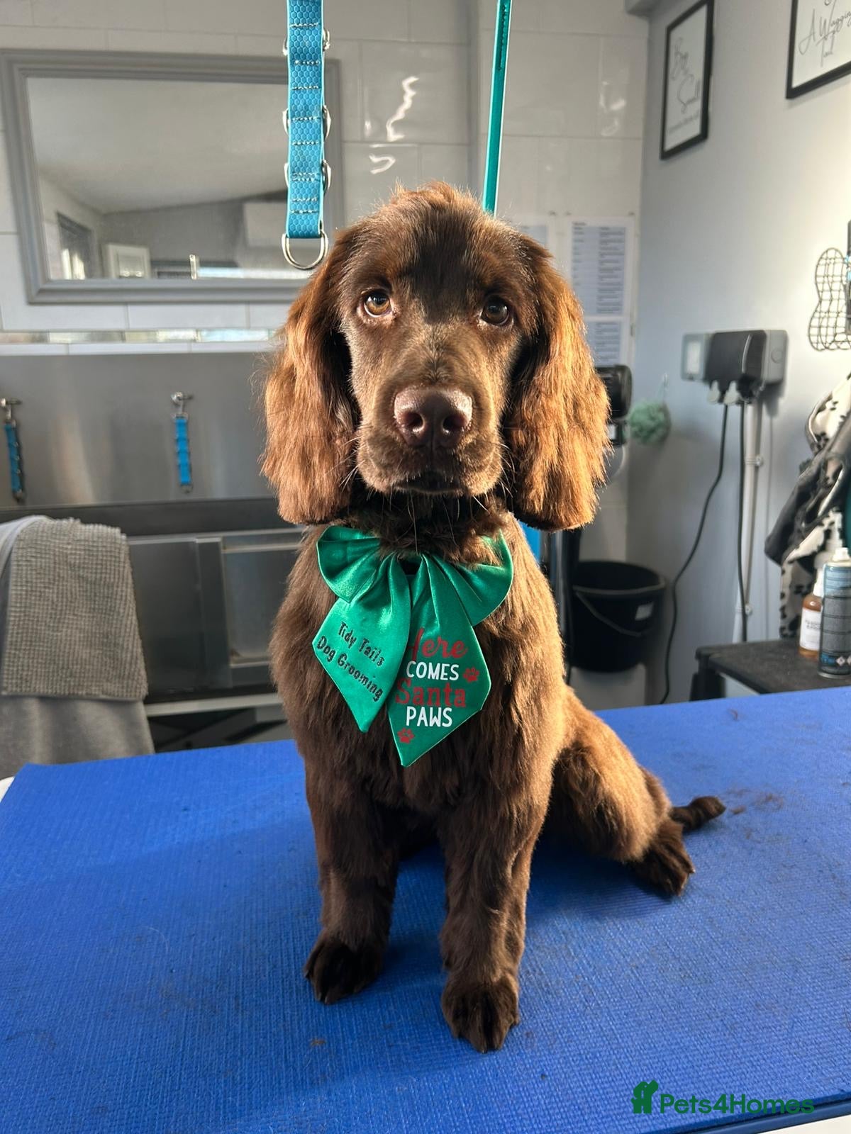 Sprocker dogs Sprocker spaniel for adoption  - Advert 17