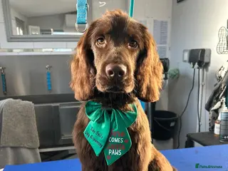 Sprocker dogs Sprocker spaniel for adoption - Advert 17