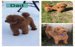 Cockapoo dogs for sale: 🌸Extensively health tested F1 Cockapoo’s🌸 - Image 4