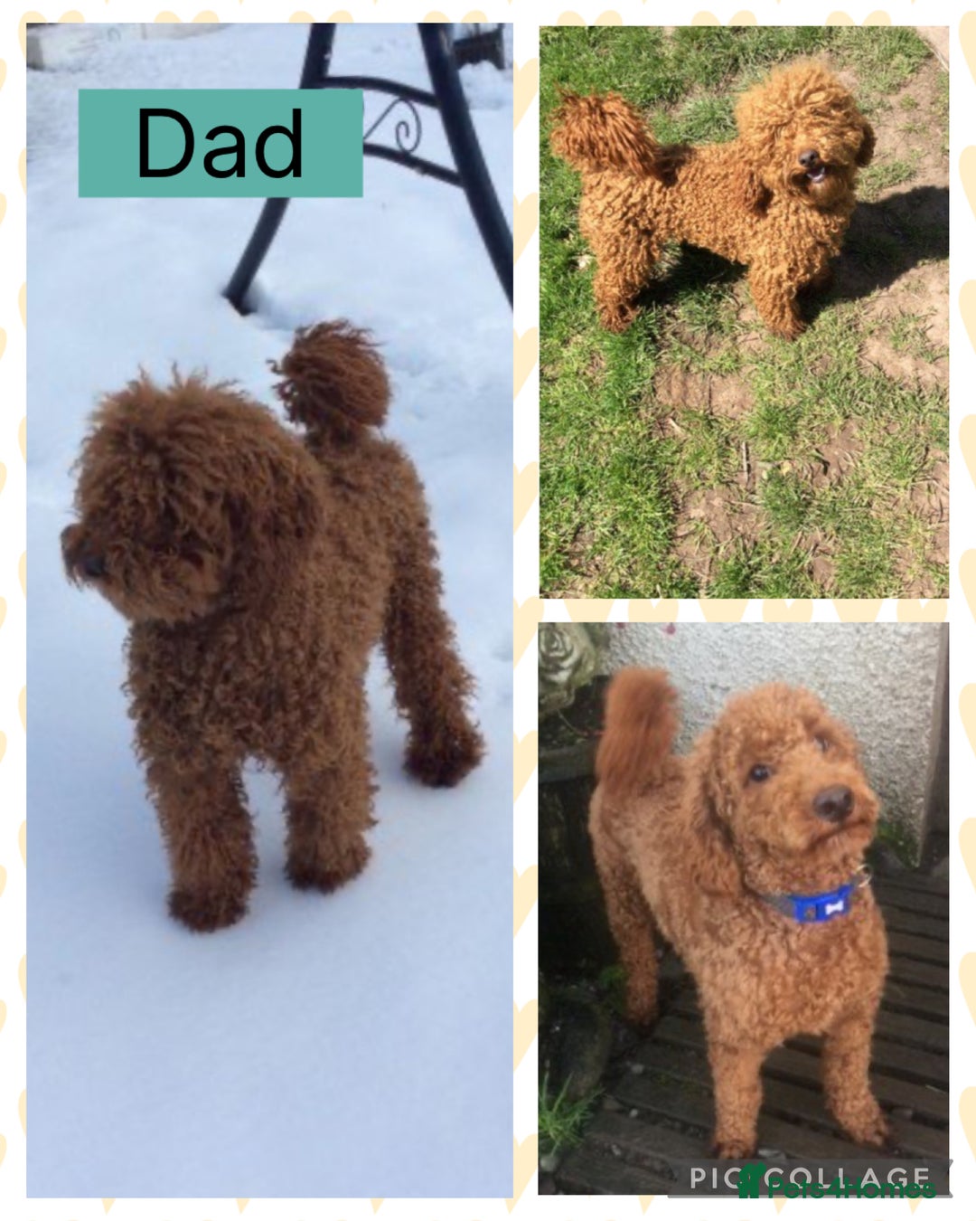 Cockapoo dogs for sale: 🌸Extensively health tested F1 Cockapoo’s🌸 - Image 4