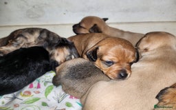Mixed Breed dogs for sale: Beautiful jackchi puppies  - Image 17