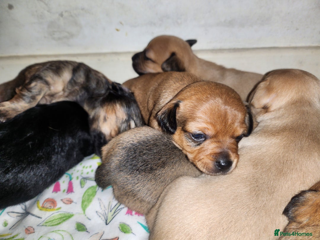 Mixed Breed dogs for sale: Beautiful jackchi puppies  - Image 17