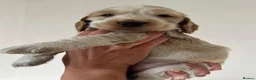 Cocker Spaniel dogs for sale: 6 KC Registered Show Type Cocker Spaniels - Advert 34