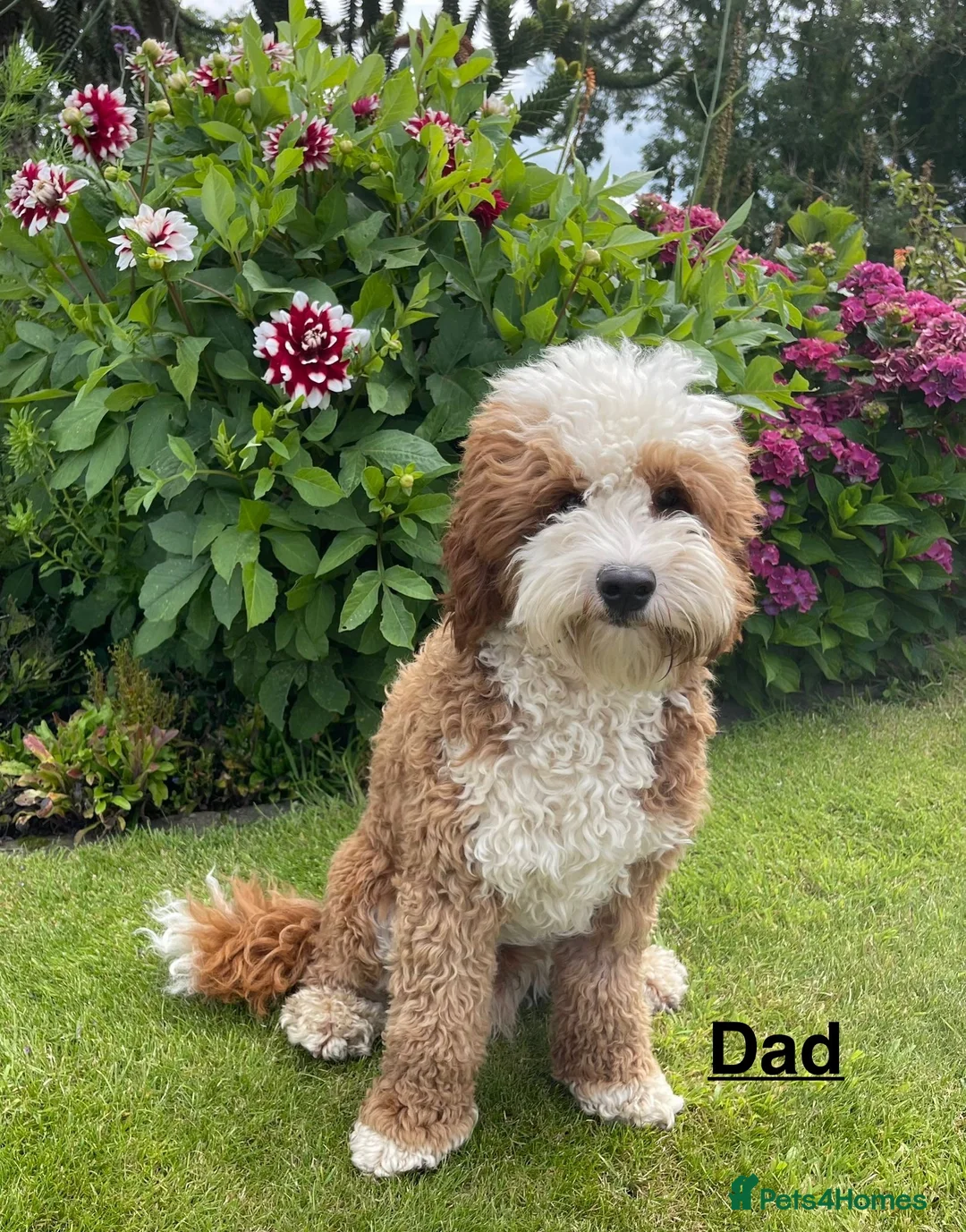 Mixed Breed dogs for sale: Mini Goldendoodle / Aussiedoodle Doubledoodles - Advert 14