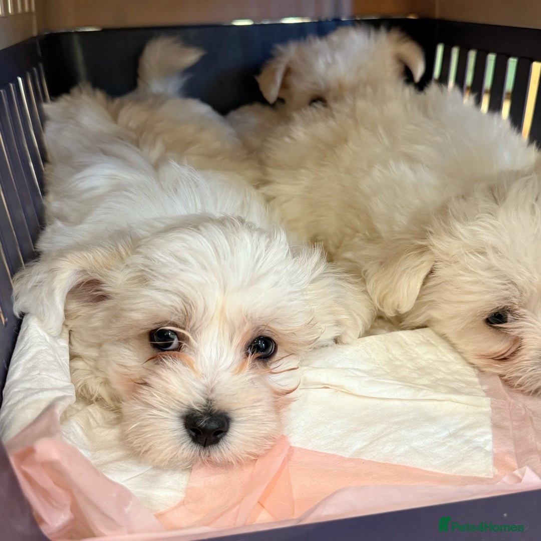 Maltese dogs for sale: Gorgeous Pure Maltese Puppies For New Home - Image 3
