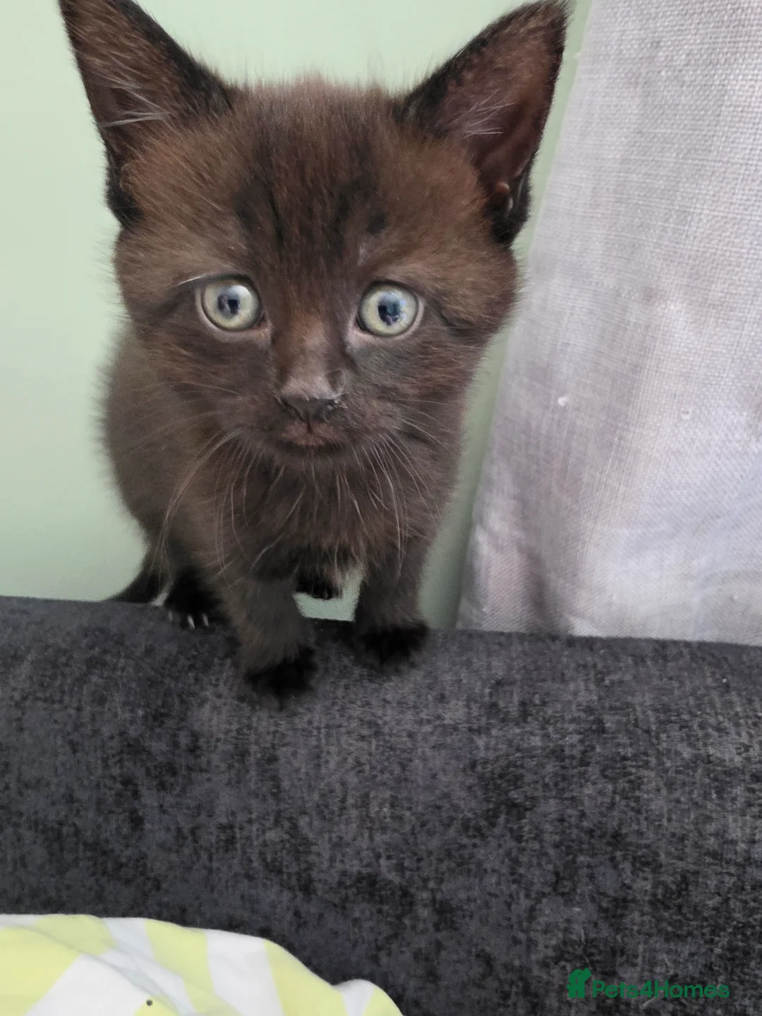 Mixed Breed cats for sale: Black female kitten for sale in Ilkeston - Advert 1