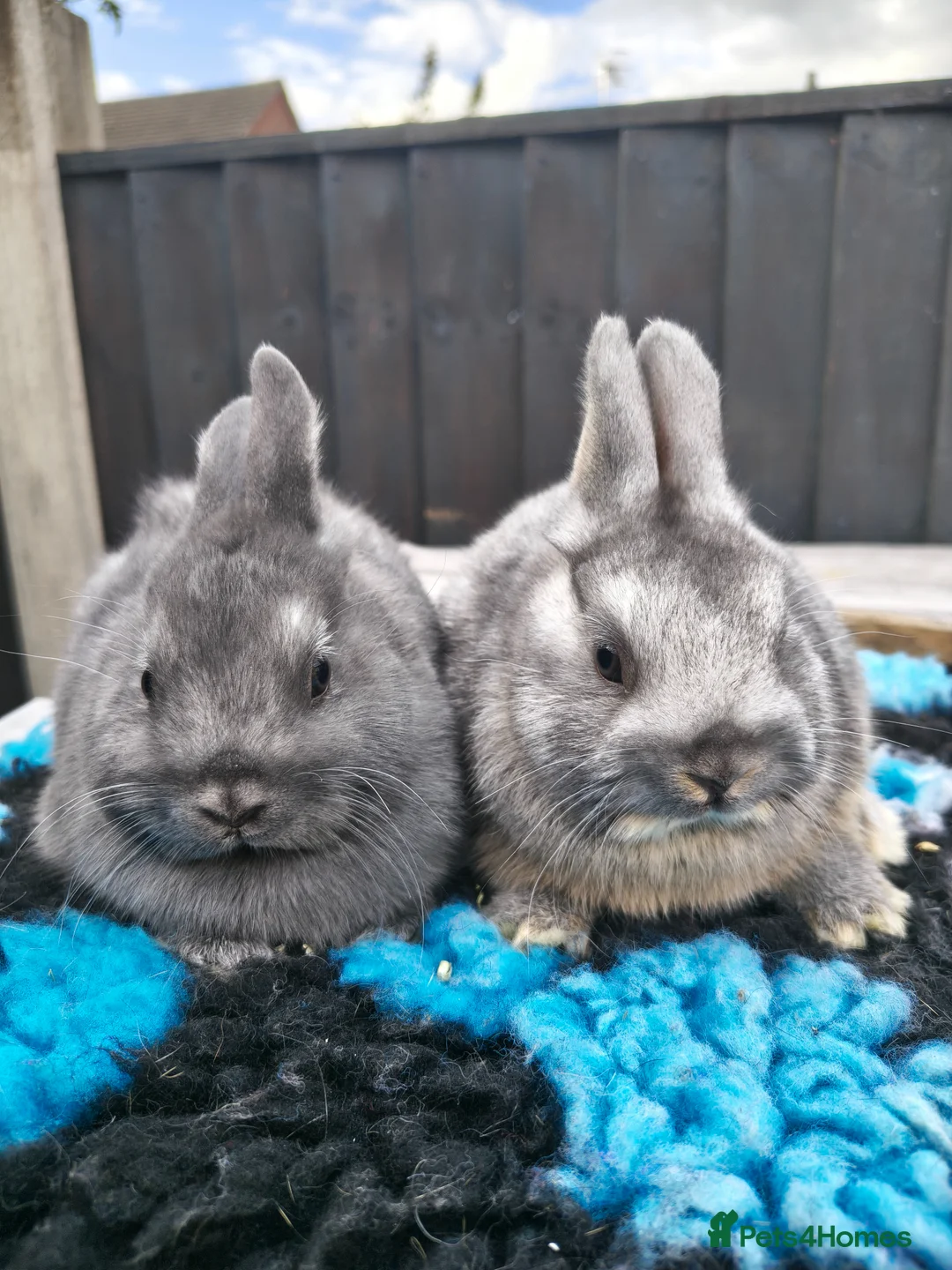 Netherland Dwarf rabbits for sale: 2 beautiful Netherland dwarf babies  - Advert 1
