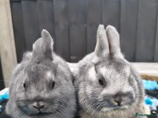 Netherland Dwarf rabbits 2 beautiful Netherland dwarf babies - Advert 1
