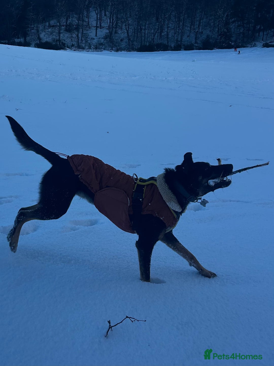 Australian Kelpie dogs for sale: Kal, Australian Kelpie  - Advert 10