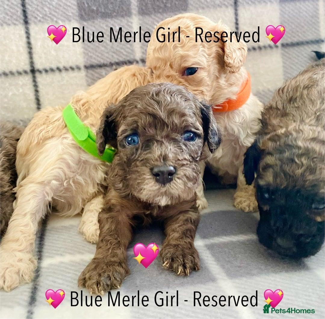 Cavapoo dogs for sale: 💖 F1B Cavapoo Puppies FULLY DNA TESTED 💖 - Image 35