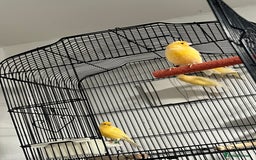 Cockatiels birds for sale: Cocktails - Image 8
