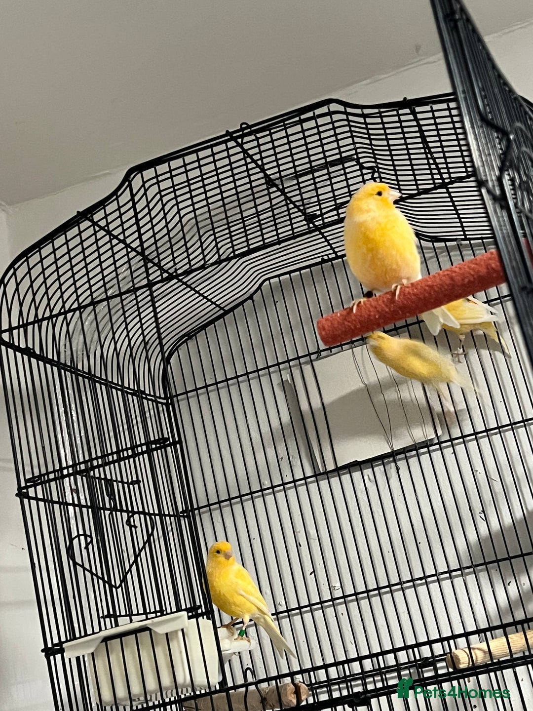 Cockatiels birds for sale: Cocktails - Image 8