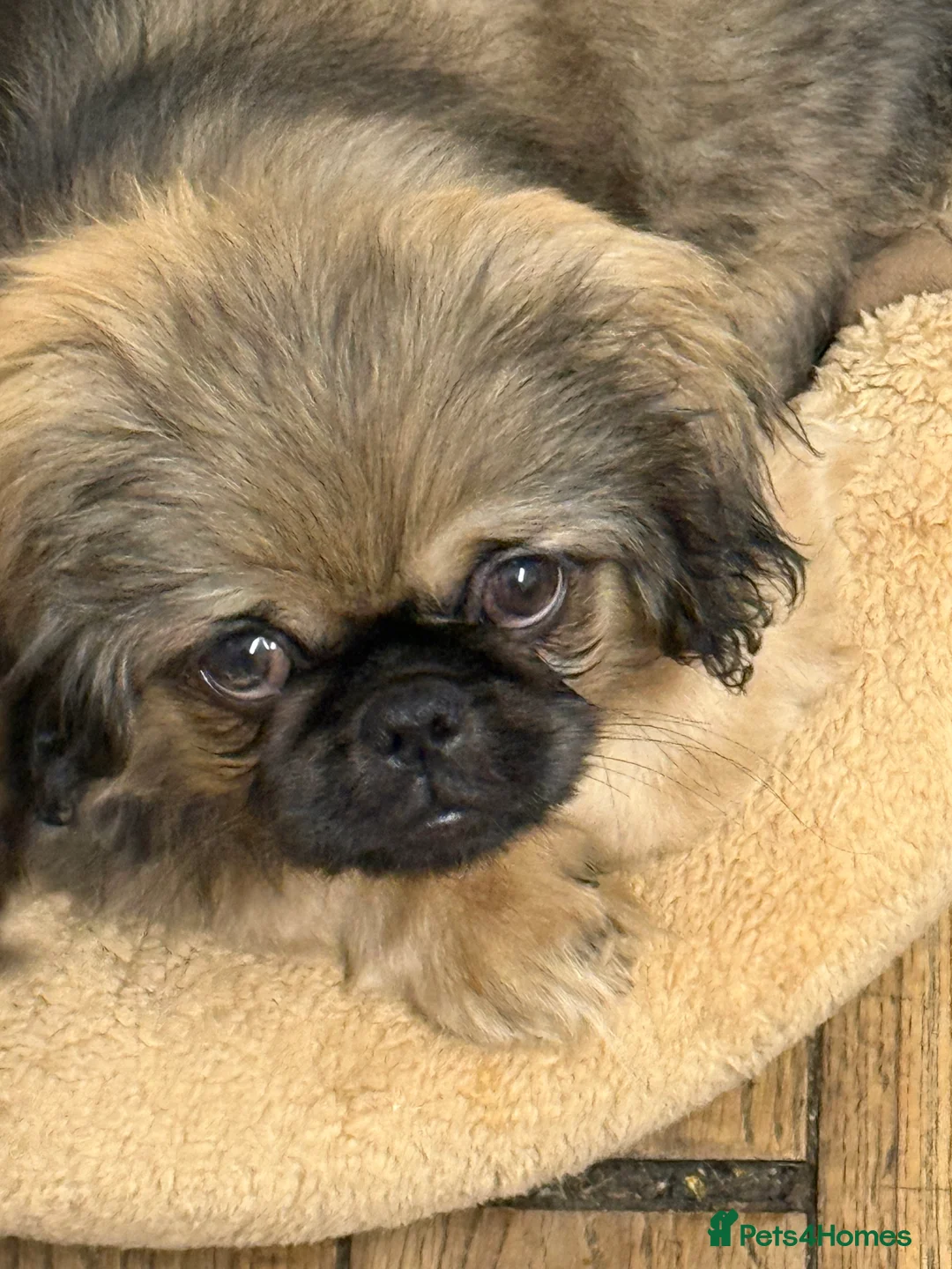 Pekingese dogs for sale: Pure pekingese black mask male puppies - Advert 5