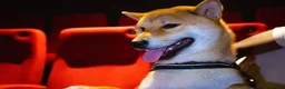 Japanese Shiba Inu dogs for sale: Shiba Inu Puppies for Sale in London - Advert 8