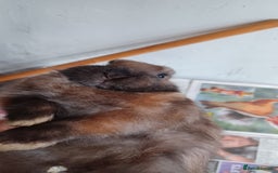 Lionhead rabbits for sale: 2 cute lionhead rabbits come with cage and food - Image 6