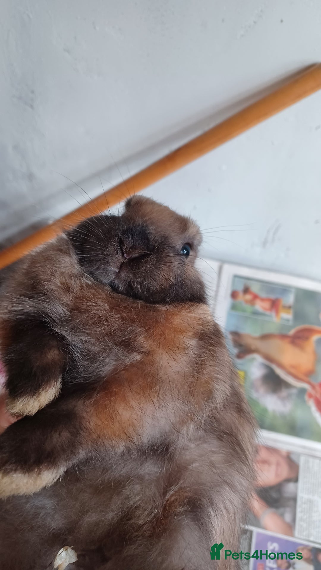 Lionhead rabbits for sale: 2 cute lionhead rabbits come with cage and food - Image 6