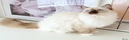 Ragdoll cats for sale: GCCF ACTIVE (FOR BREEDING) SEAL POINT MITTED GIRL - Advert 11