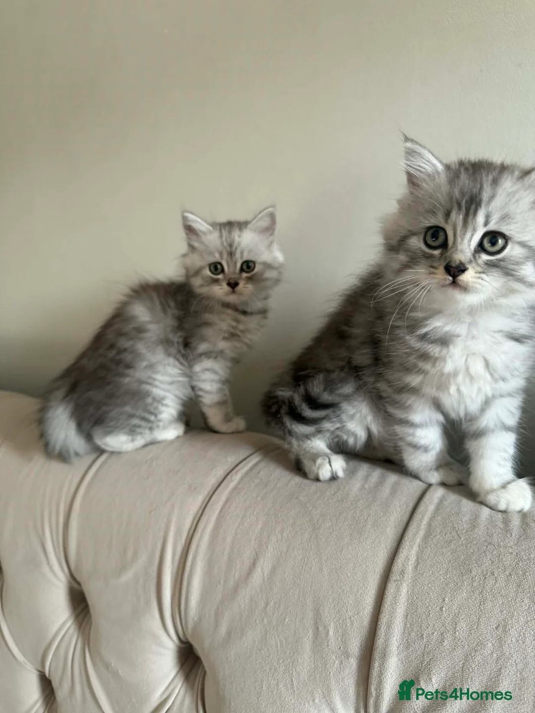 Persian cats for sale: Kittens Persian  - Advert 2