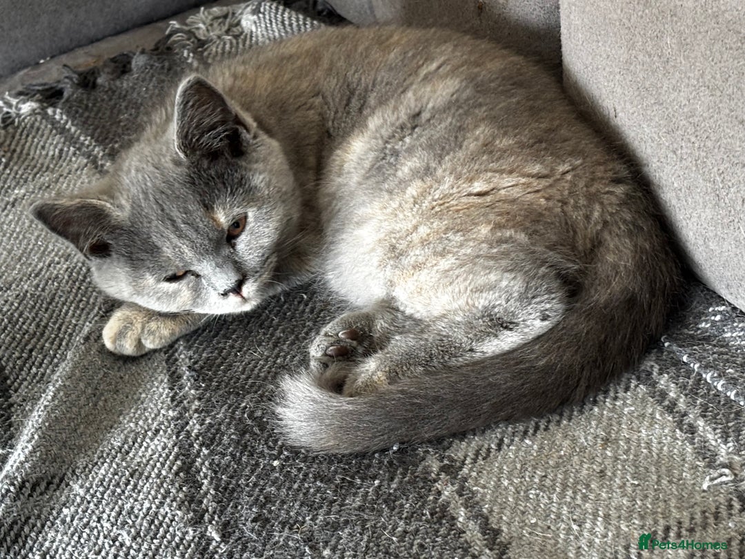 British Shorthair cats for sale: Beautiful sisters ready for their new homes  - Image 7
