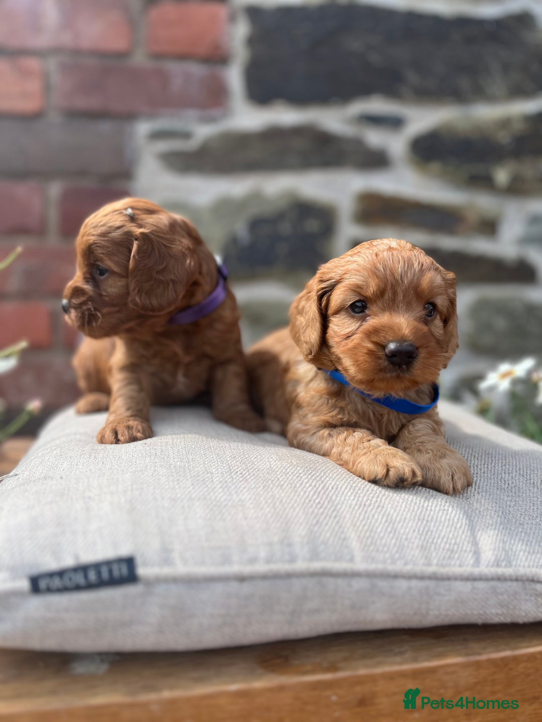 Cockapoo dogs for sale: Beautiful Toy F1 Cockapoo Puppies for sale - Image 18